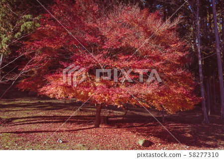 Gifu Prefecture Colored leaves Tarakyo Gifu Prefecture Colored leaves Tarakyo 58277310