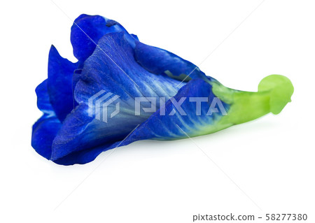 Butterfly pea, Blue pea isolated on white Butterfly pea, Blue pea isolated on white 58277380