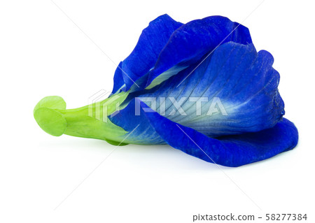 Butterfly pea, Blue pea isolated on white Butterfly pea, Blue pea isolated on white 58277384