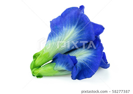 Butterfly pea, Blue pea isolated on white Butterfly pea, Blue pea isolated on white 58277387