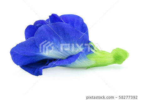 Butterfly pea, Blue pea isolated on white Butterfly pea, Blue pea isolated on white 58277392