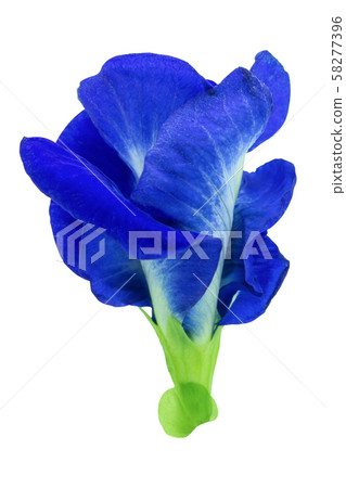 Butterfly pea, Blue pea isolated on white Butterfly pea, Blue pea isolated on white 58277396