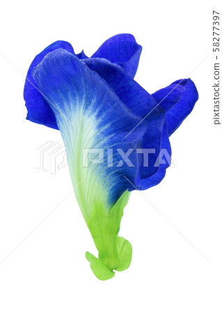 Butterfly pea, Blue pea isolated on white 58277397