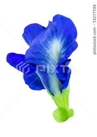 Butterfly pea, Blue pea isolated on white Butterfly pea, Blue pea isolated on white 58277398