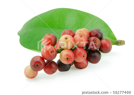 antidesma, thwaitesianum, isolated, background, 58277499