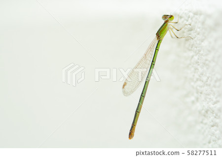 Dragonfly or british dragonfly on white concrete Dragonfly or british dragonfly on white concrete 58277511