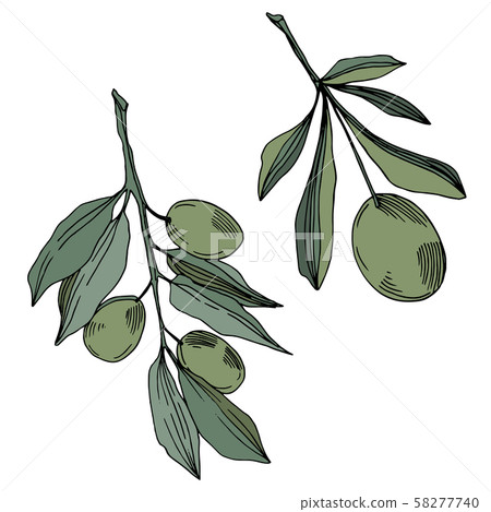 Vector Olive branch with fruit. Black and white... - Stock Illustration ...