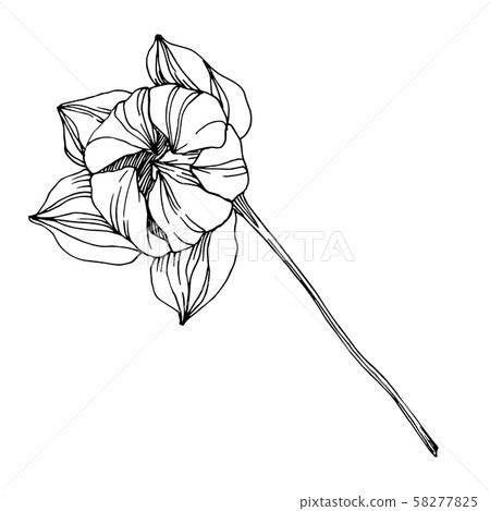 Vector Lotus floral botanical flower. Black and white engraved ink art. Isolated lotus illustration 58277825