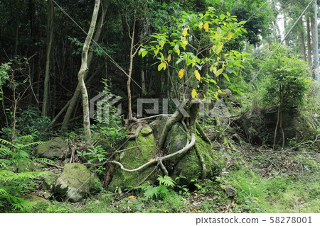 巨石與樹根糾纏在一起（類似Laputa的世界觀） 58278001