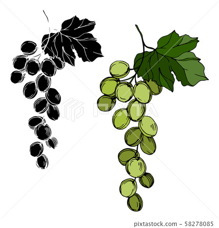 Vector Grape berry healthy food. Black and white engraved ink art. Isolated grapes illustration Vector Grape berry healthy food. Black and white engraved ink art. Isolated grapes illustration 58278085