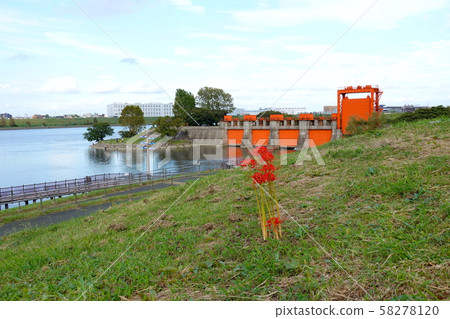 Former Iwatsuki Sluice (Red Sluice Gate) Cluster Amaryllis Arakawa Floodway Former Iwatsuki Sluice (Red Sluice Gate) Cluster Amaryllis Arakawa Floodway 58278120