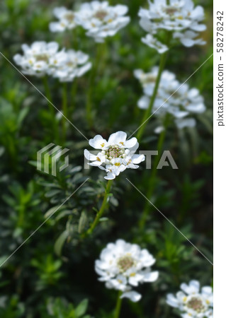 Evergreen candytuft Tahoe Evergreen candytuft Tahoe 58278242