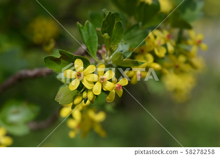 Golden currant Golden currant 58278258