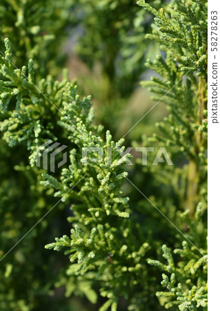 Hinoki cypress Draht Hinoki cypress Draht 58278263