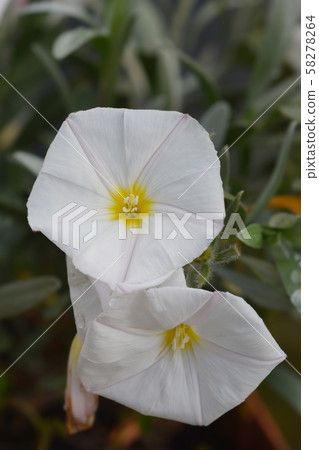 Shrubby bindweed Shrubby bindweed 58278264