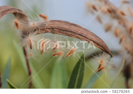 Common oleander Common oleander 58278265