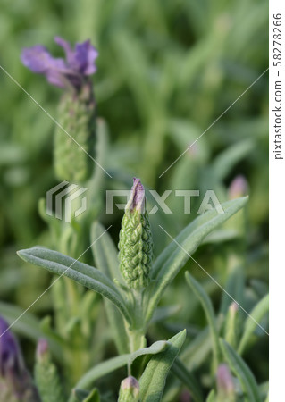Butterfly lavender Butterfly lavender 58278266