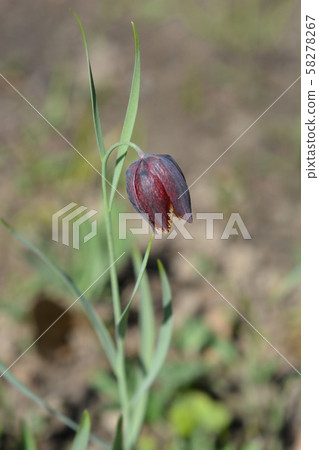 Alpine checkered lily Alpine checkered lily 58278267