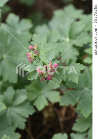Rock cranesbill Rock cranesbill 58278268