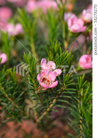 Geraldton wax flower Sarahs Delight 58278270