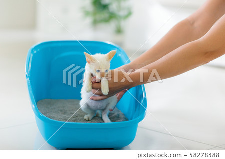 Cat in litter box. Kitten in toilet. Home pet care Cat in litter box. Kitten in toilet. Home pet care 58278388