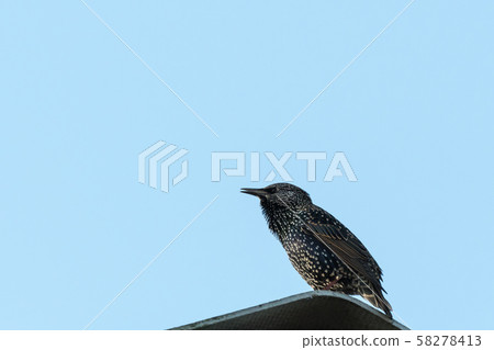 Common Starling by a blue sky Common Starling by a blue sky 58278413