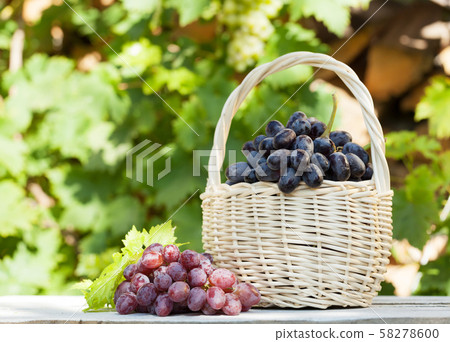 Colorful grapes 58278600