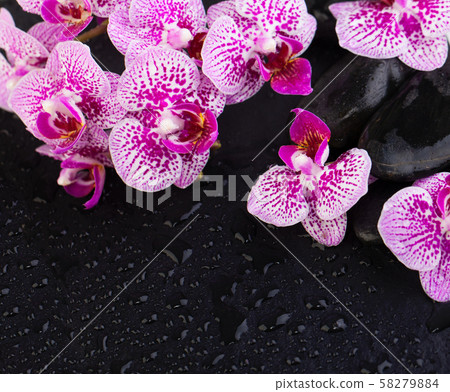 Beautiful floral background with orchids and black Beautiful floral background with orchids and black 58279884