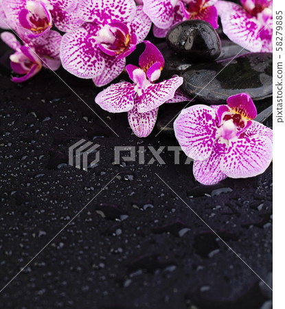 Pink orchid flowers and spa stones on wet black 58279885