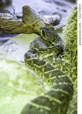Wild rattlesnake Wild rattlesnake 58279993