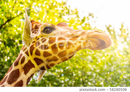 Giraffe head close-up. Deatiled view of african wildlife Giraffe head close-up. Deatiled view of african wildlife 58280506