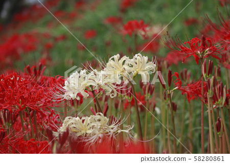 red and white spider lily red and white spider lily 58280861