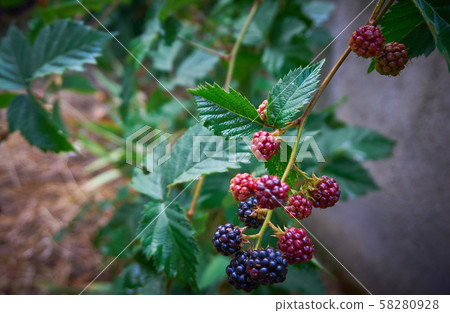 Fresh and organic dewberry, blackberry Fresh and organic dewberry, blackberry 58280928