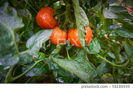 Organic, fresh and healthy tomatoes Organic, fresh and healthy tomatoes 58280930