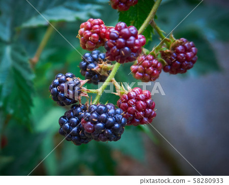 Fresh and organic dewberry, blackberry Fresh and organic dewberry, blackberry 58280933