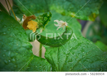 Growing organic cucumber in glasshouse 58280934