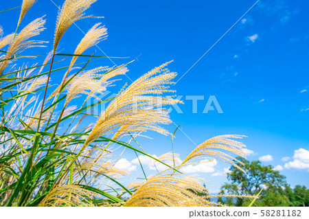 Susuki Aozora Early Autumn [Nagano Prefecture] 58281182