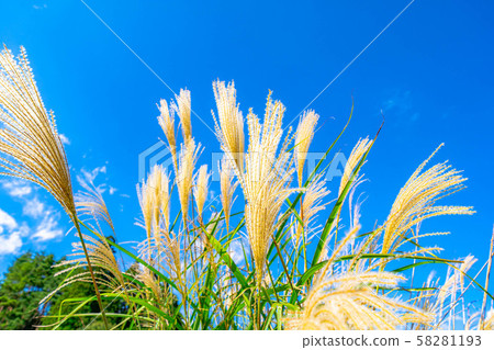 Susuki Aozora Early Autumn [Nagano Prefecture] 58281193