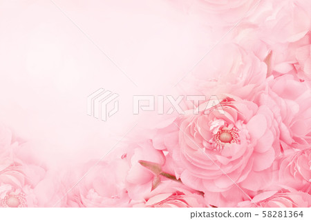 Summer blossoming delicate ranunculus or pink spring blooming flowers festive background, pastel and soft bouquet floral card, toned 58281364