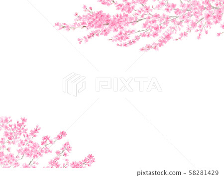 Cherry blossoms (high key + up) - Stock Photo [29518230] - PIXTA