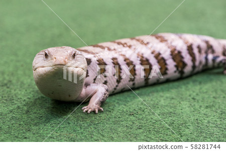 Reptile on a Carpet Reptile on a Carpet 58281744