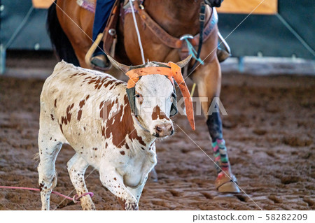 Calf Roping In Australia 58282209