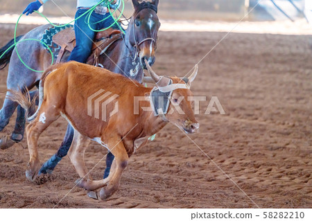 Calf Roping In Australia 58282210