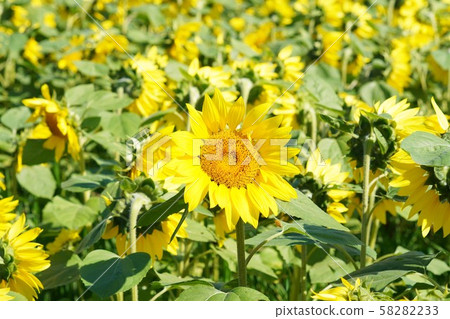 Sunflower field Sunflower field 58282233