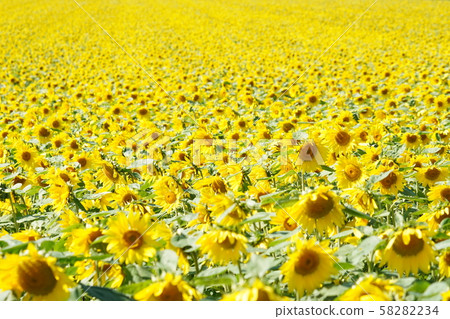 Sunflower field Sunflower field 58282234