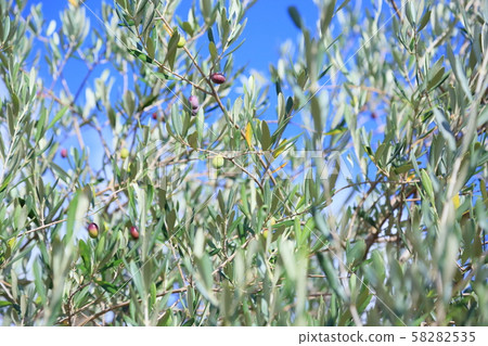 Olive fruit Olive fruit 58282535