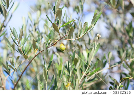 Olive fruit Olive fruit 58282536