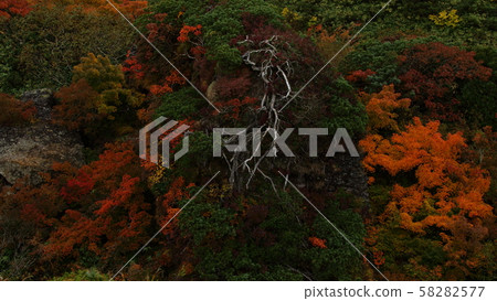 Autumn leaves of Mt. Kurikoma Autumn leaves of Mt. Kurikoma 58282577