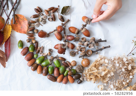 Fallen leaves and acorns picked up in the autumn forest 58282956