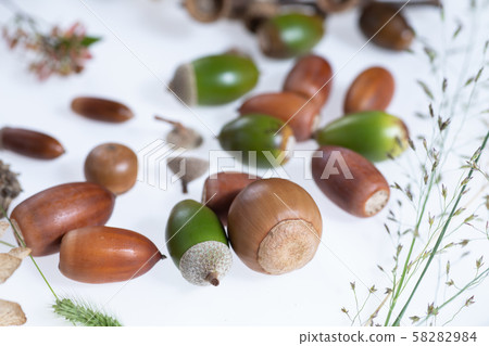 Fallen leaves and acorns picked up in the autumn forest Fallen leaves and acorns picked up in the autumn forest 58282984
